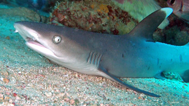 White tip sharks unfortunately rare and threatened