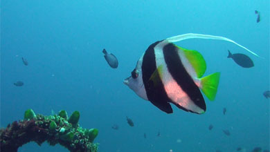 Bannerfish are typical reef fish