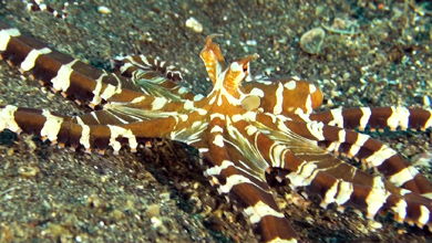 Seltener Wunderpus-Octopus (Mimik Octopus)