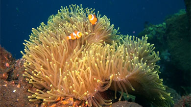 Wunderschöne Anemonenfische an der Riffkante von Kubu/Bali