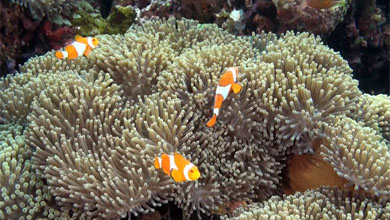 Wonderful and lovely clownfish – Best of!