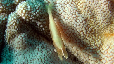 Wonderful emperor shrimp (Periclimenes imperator)