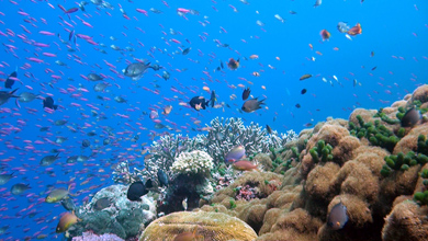 Farbenprächtige Korallenriffe für ihr Wartezimmer-TV