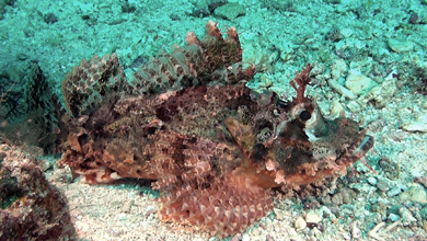 Dragonheads, devil- and stonefish