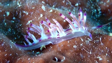 Fadenschnecke Flabellina Rubrolineata