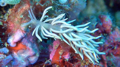 Nudibranch Phyllodesmium Briareum