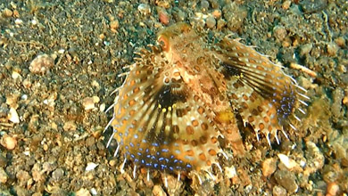 Flying Gurnard - Flughahn