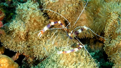 Claw cleaner shrimp