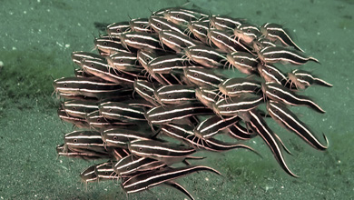 Striped coral catfish in search of food