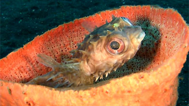 Porcupinefish hidden in the sponge