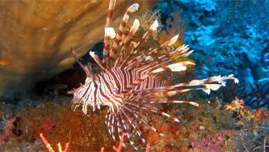 Wunderschöner Rotfeuerfisch im Korallenriff