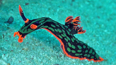 Nudibranch Polyceridae Nembrotha Kubaryana