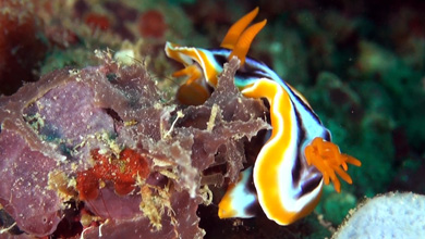 Nudibranche Chromodoris Quadricolor