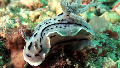 Nudibranche Chromodoris Willani