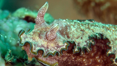 Nudibranche Glossodoris Cincta