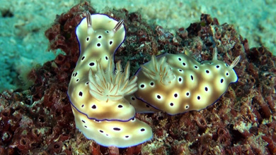 Nudibranch Risbecia Tryoni