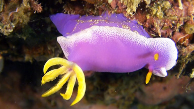 Nudibranch Chromodorididae Hypselodoris Bullokii