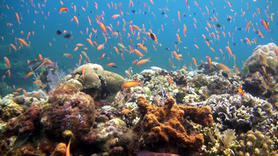Korallenriffe für Ihr Wartezimmer Special Edition 60 Minuten