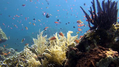 Korallenriffe für Ihr Wartezimmer Special Edition 30 Minuten