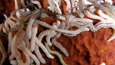 Sea cucumbers in front of Pulau Bangka